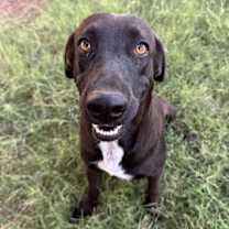adopt-pet