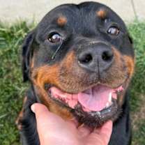 Thumbnail photo of Ozzy #2