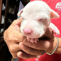 Thumbnail photo of Opal #4