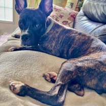 Thumbnail photo of Avocado Toast (Avo) #1