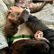 Thumbnail photo of Avocado Toast (Avo) #3