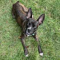 Thumbnail photo of Avocado Toast (Avo) #4