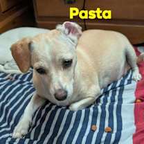 adopt-pet