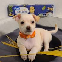 adopt-pet