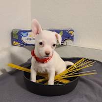 adopt-pet