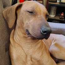 Thumbnail photo of Ty #2