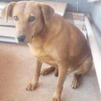 adopt-pet