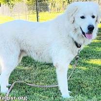 Thumbnail photo of Appa in KY - Loves Car Rides! #2