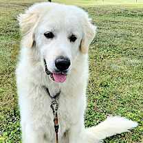 Thumbnail photo of Appa in KY - Loves Car Rides! #3
