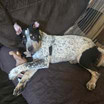 adopt-pet