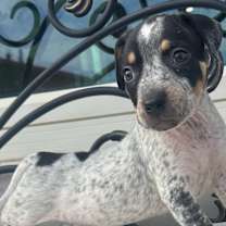 Thumbnail photo of Timmy aka Crosby #2