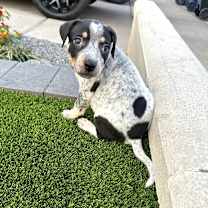 Thumbnail photo of Timmy aka Crosby #3