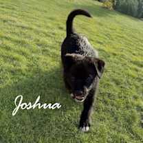 adopt-pet