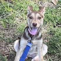 Thumbnail photo of Pony #2