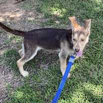 Thumbnail photo of Pony #3