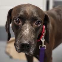 Thumbnail photo of Koda #2