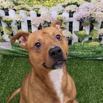 Thumbnail photo of Apple Jack #4