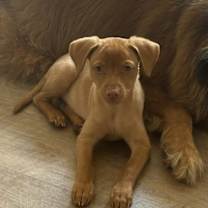 Thumbnail photo of Gravy #1