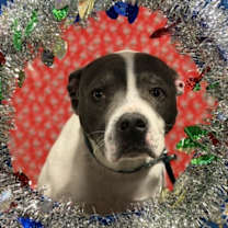 Thumbnail photo of Chase #1