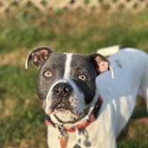 Thumbnail photo of Chase #2