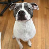 Thumbnail photo of Chase #3