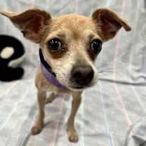 adopt-pet