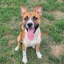 Thumbnail photo of Gomer #1