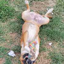 Thumbnail photo of Gomer #4