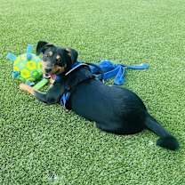 Thumbnail photo of Auggie #1