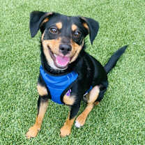 Thumbnail photo of Auggie #2