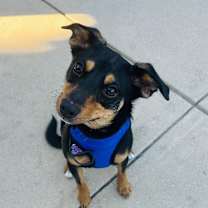 Thumbnail photo of Auggie #3