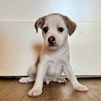 Thumbnail photo of Fig #2