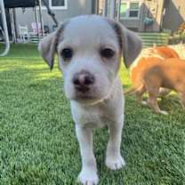 Thumbnail photo of Fig #3