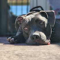 Thumbnail photo of Deez #1