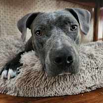 Thumbnail photo of Deez #2