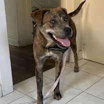 Thumbnail photo of Buttercup #2