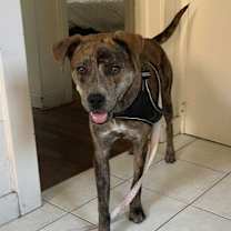 Thumbnail photo of Buttercup #3