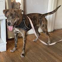 Thumbnail photo of Buttercup #4