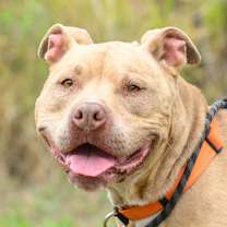 Thumbnail photo of Rudy #1