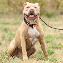 Thumbnail photo of Rudy #2