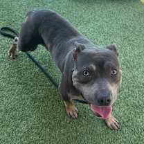 Thumbnail photo of Possum A2208262 #4