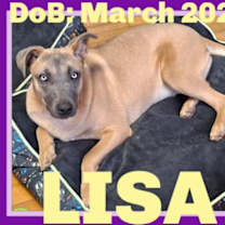 Thumbnail photo of LISA #1