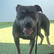 Thumbnail photo of Possum A2208262 #3