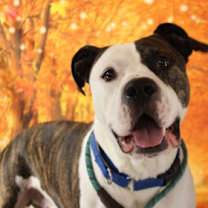 Thumbnail photo of Chevy #1