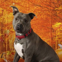 Thumbnail photo of Bailey #1