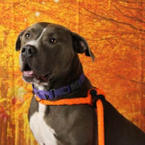 Thumbnail photo of Guapo #1