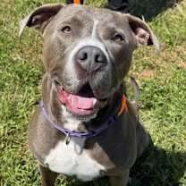 Thumbnail photo of Guapo #2