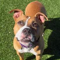 Thumbnail photo of Tigger #2