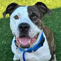 Thumbnail photo of Chevy #3