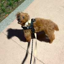 Thumbnail photo of Teddy (H) #4